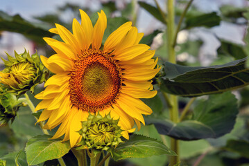 Obraz premium Sunflower close-up
