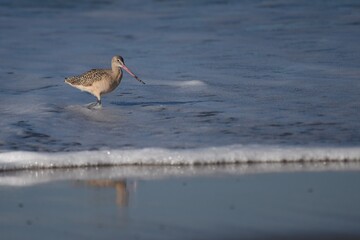 Godwit