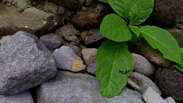 large leaf poke weed Phytolacca americana flue cured tobacco Nicotiana tabacum grow near rocky river stream blown by mild wind breeze and marching ants walks by