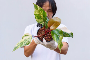 Philodendron Red Emerald variegated / Philodendron Stawberry shake 