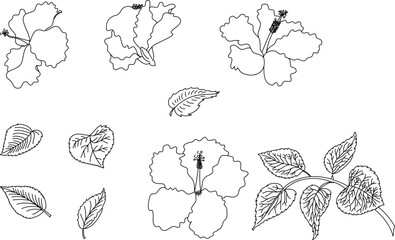 Black and white Hibiscus vector set isolate on white background.