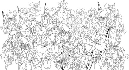 Fototapeta premium Vector illustration iris flower background.tropical Japanese flower and botanical iris flower garden.