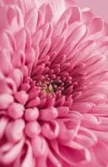 Chrysanthemum flower macro photography. Pastel pink or magenta color flower background. Spring floral concept. Close up, vertical