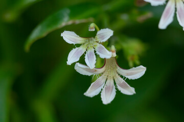 Bloom of Beach naupaka, little white flowers close-up.