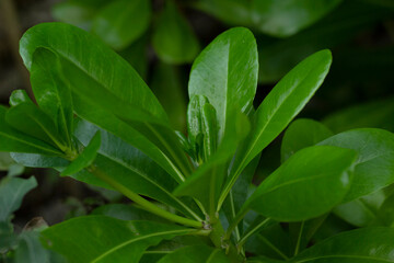 Branch with leaves of the coastal shrub Beach naupaka.