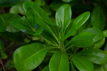Fototapeta na wymiar Branch with leaves of the coastal shrub Beach naupaka.