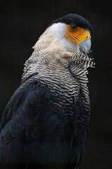 Carancho southern portrait with dark background.