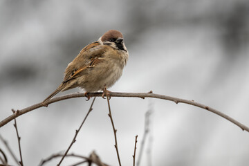 A house sparrow on a twig of a bush.