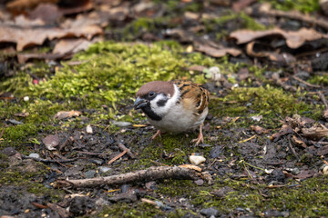 House sparrow on the ground near a twig.