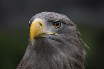 Sea eagle portrait with dark background.