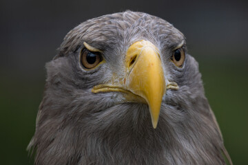 Sea eagle portrait with dark background.