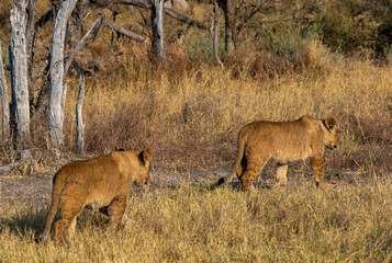 Two young lions walk away from a clearing in the African bush to find shelter elsewhere