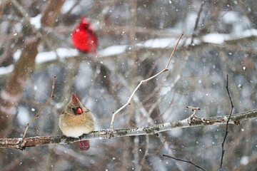 red cardinal in snow
