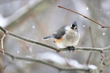 tufted titmouse bird on a branch in the snow © Dawn's Halo