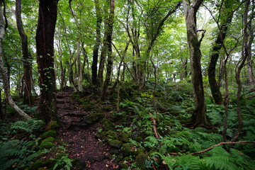 fern and path in autumn forest
