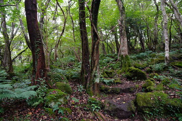 fine path along mossy rocks and trees