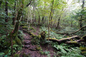 fine path along mossy rocks and trees