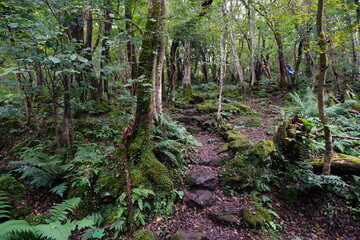 Fototapeta premium fine path along mossy rocks and trees