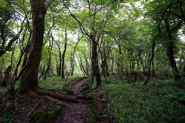 fine path to deep forest