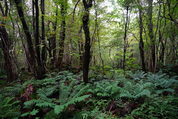 dense autumn forest with fern and old trees