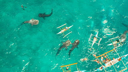Aerial view of tourists snorkeling and watch whale sharks in turquoise water. Summer and travel...