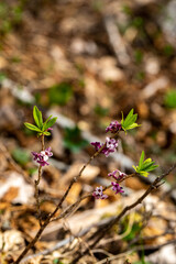 Daphne mezereum flower growing in forest	