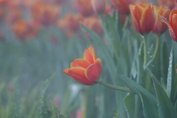 Closeup of orange tulip flowers with green leaf in fog field