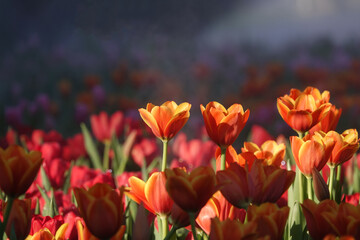 Blooming tulips flowerbed in flower garden  in fog