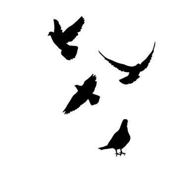 Flying black doves. Vector illustration
