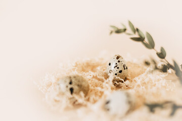 Quail eggs in nest on pastel background. Copy space.