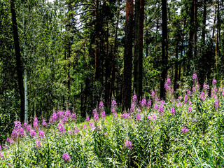 thickets of useful with purple flowers in the forest