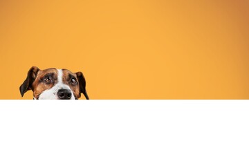 Cute funny dog with a blank billboard