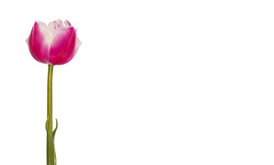 tulip on a transparent background with png file