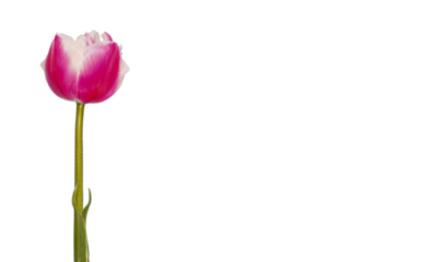 tulip on a transparent background with png file