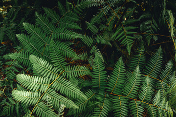 Dark green fern foliage