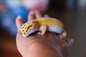 Beautiful pet, tangerine skinned Afghan Leopard Gecko sleeping on a man's palm