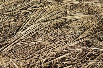 Dry grass in spring. Plant texture.