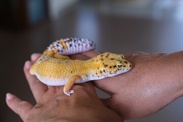 Cute tangerine skinned Afghan Leopard Gecko crawling on a man's palm