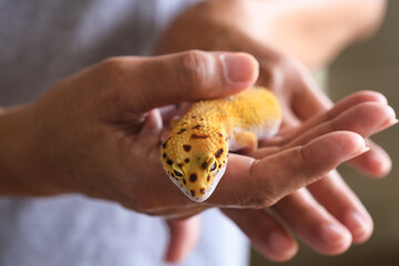 Beautiful pet, tangerine skinned Afghan Leopard Gecko sleeping on a man's palm
