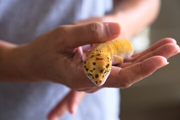 Exotic pet of Afghan yellow leopard gecko peeking from the palm of a man