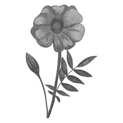 Black and White Marigold Isolated on White Background. Marigold Flower Element Drawn by Pencil.