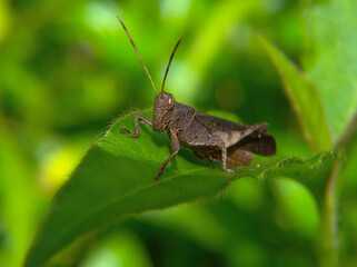 Brown grasshopper on a green leaf