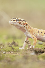 beautiful gecko
