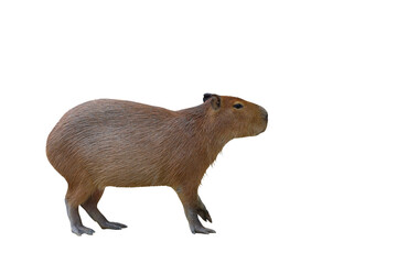 Capybara standing isolated on transparent background.