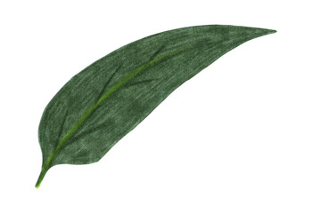 Green Leaf of Chrysanthemum Isolated on White Background. Flower Leaf Element Drawn by Colored Pencil.