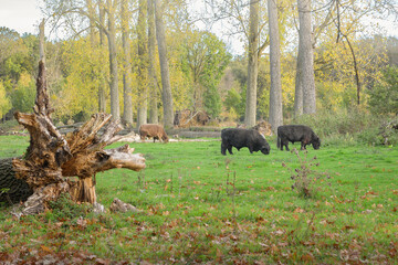 Cattle of the Black Galloway breed in a park of nature