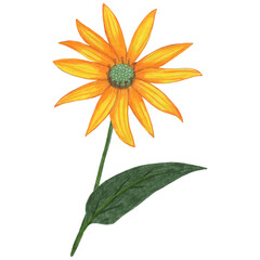 Fototapeta premium Yellow Topinambur with Green Leaves Isolated on White Background. Jerusalem Artichoke Flower Element Drawn by Colored Pencil.