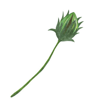 Green Topinambur Flower Bud Isolated on White Background. Jerusalem Artichoke Flower Element Drawn by Colored Pencil.