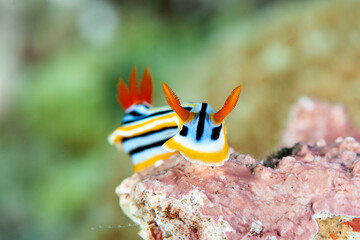 Chromodoris Elisabethina nudibranch ( a species of colorful sea slugs , dorid nudibranch, marine gastropod mollusk in the family of Chromodorididae ) crawling across the coral reef of Bali, Indonesia  © Hans Gert Broeder