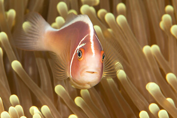 Amphiprion perideraion,  pink skunk clownfish or pink anemonefish among tentacles of Mertens Anemone (stichodactyla mertensii) in a symbiotic relationship: Bali, Indonesia © Hans Gert Broeder